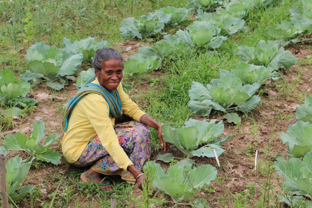 Elsa Da Arujo tends her crop at Hkhmor, Timor Leste