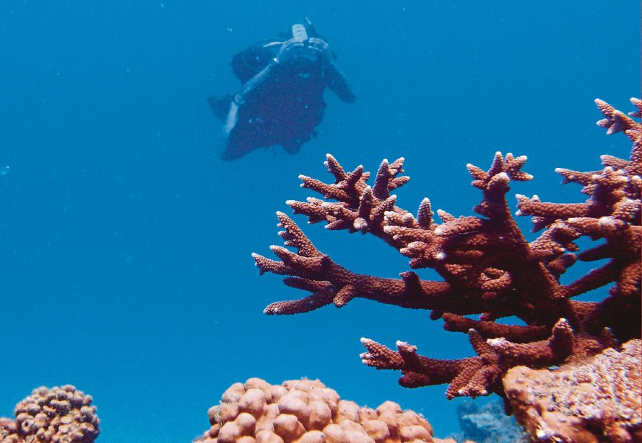 After the mass coral in 2010, researchers discovered that between five to ten percent of the coral reefs in Malaysian Marine Parks  had died.