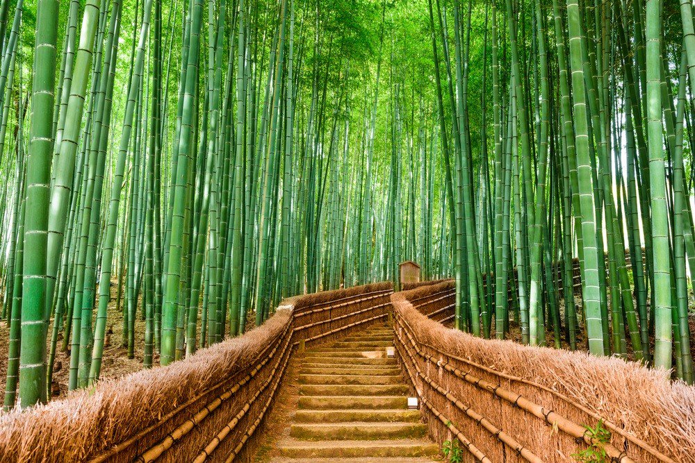 The picturesque Bamboo Forest in Kyoto, Japan. (Shutterstock/File)