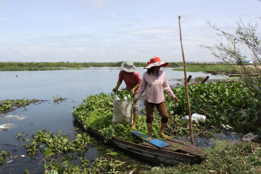 Urban farmers collect water vegetables that grow on the surface of Boeung Tompun lake, which is the dumping ground for Phnom Penh’s sewage.
