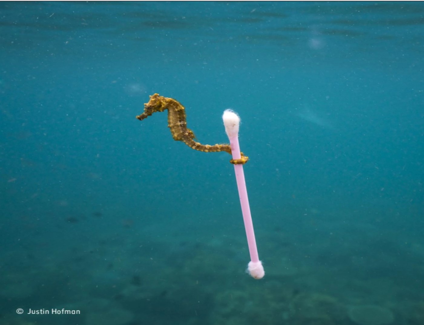 A small sea horse grabs onto garbage in Indonesia. (Justin Hofman/Wildlife Photographer of the Year)