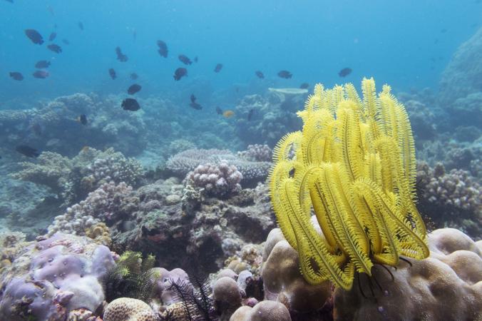 This feather star is one of the eight species being studied by Angela Stevenson and her team in Negros Oriental, Philippines. PHOTOGRAPH BY ANGELA STEVENSON