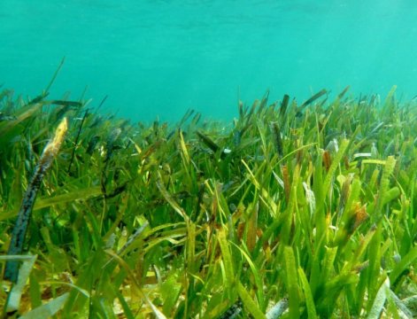Seagrass meadows in the vast Indonesian archipelago. Credit: Dr. Richard Unsworth