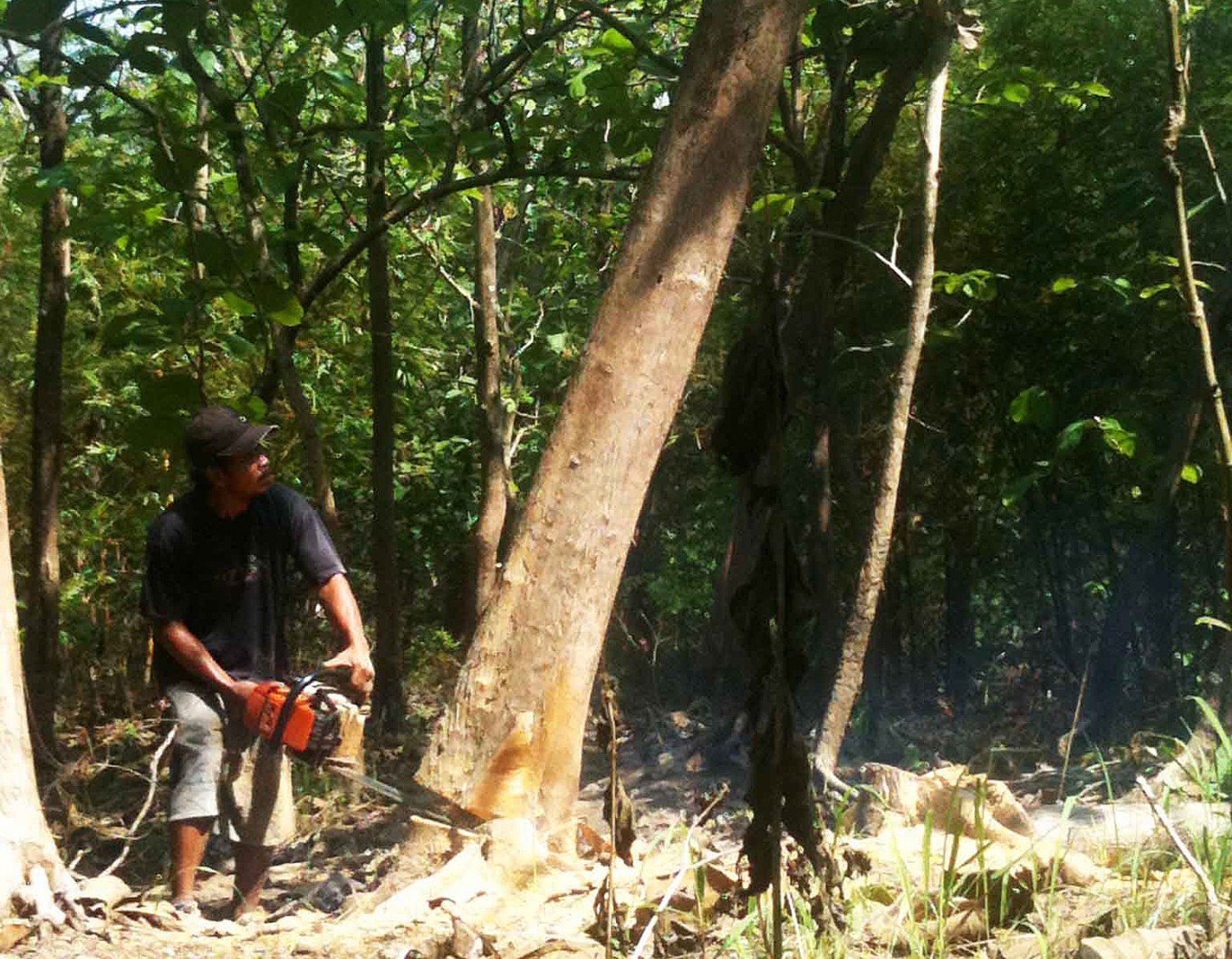 A legal logger cuts down a teak hardwood tree in Mranggen, Demak regency, Central Java. (JP/Suherdjoko)