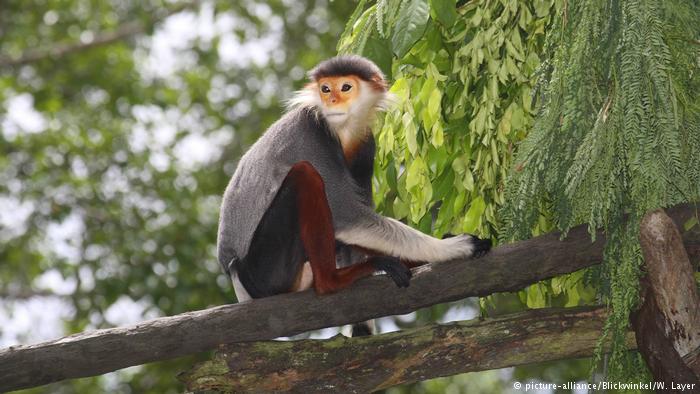 The rare duoc monkey is among the species under threat as Cambodia's forests get felled for profit
