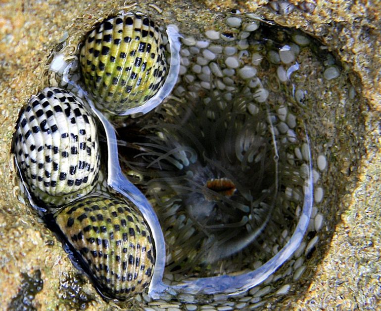 Intertidal snails (Credit: Bob Peterson / Flickr)