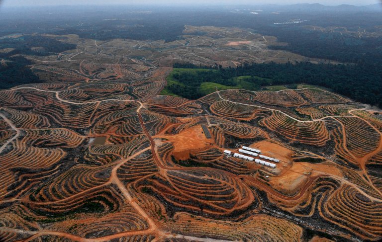 Cleared trees in a forest located in the concession of Karya Makmur Abadi, Borneo, which is being developed for a palm oil plantation (Picture: Getty Images) 