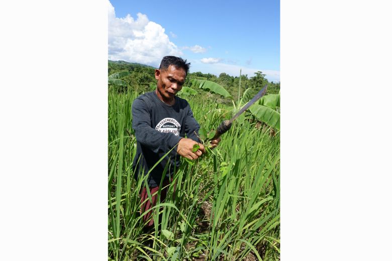 Climate change has forced Mr Bernardo Pelayo to relook his rice-growing practices, which include introducing varieties that are resilient in both heavy rain and drought.ST PHOTO: TAN HUI YEE