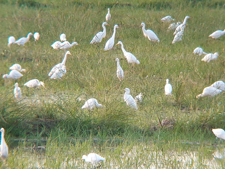 White egrets at the Candaba Swamp