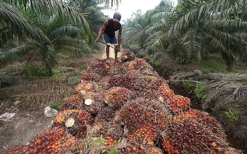 EU should reconsider the proposal to ban the use of Malaysian palm oil-based biofuel so that it does not affect the livelihood of small farmers. (AFP pic)