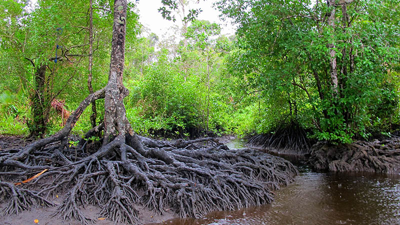 Mangrove forests on Lake Tabarisia, Papua province (Flickr/ CIFOR)