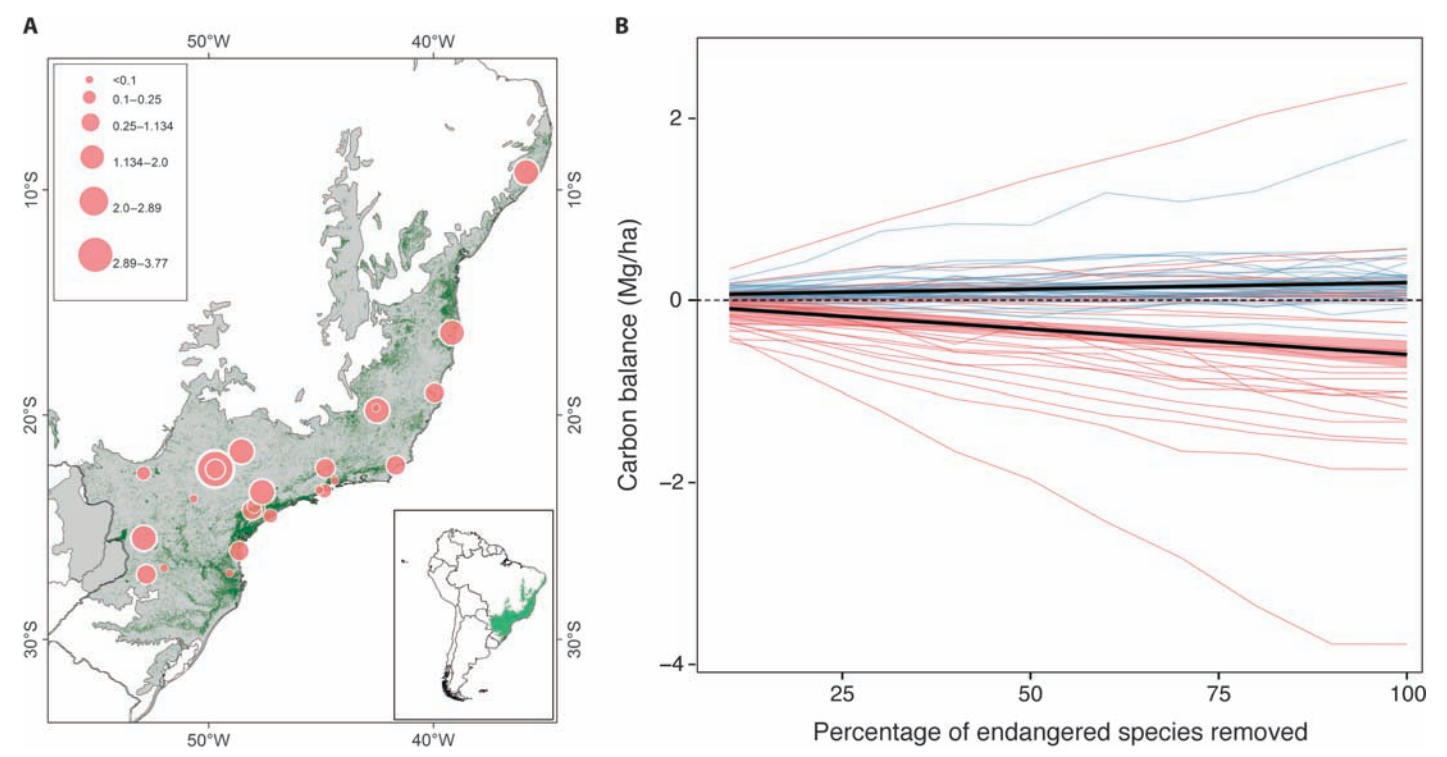 Simulated reduction in carbon storage from Atlantic Forest as large mammal species removed. Left: location of 31 sites studied, where size of circle shows magnitude of carbon loss. Right: Change in carbon storage with species removal (from initial value of zero), where red lines are species removed and blue lines are random changes to animal numbers. All figures in tonnes per hectare. Source: Bello et al. (2015)