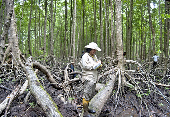 CIFOR scientists working among Indonesian mangroves. Mangroves along the Java coastline contain just over 500 tonnes of carbon per hectare; the same area in remote and sparsely populated Papua holds almost 1500 tonnes. Photo: CIFOR
