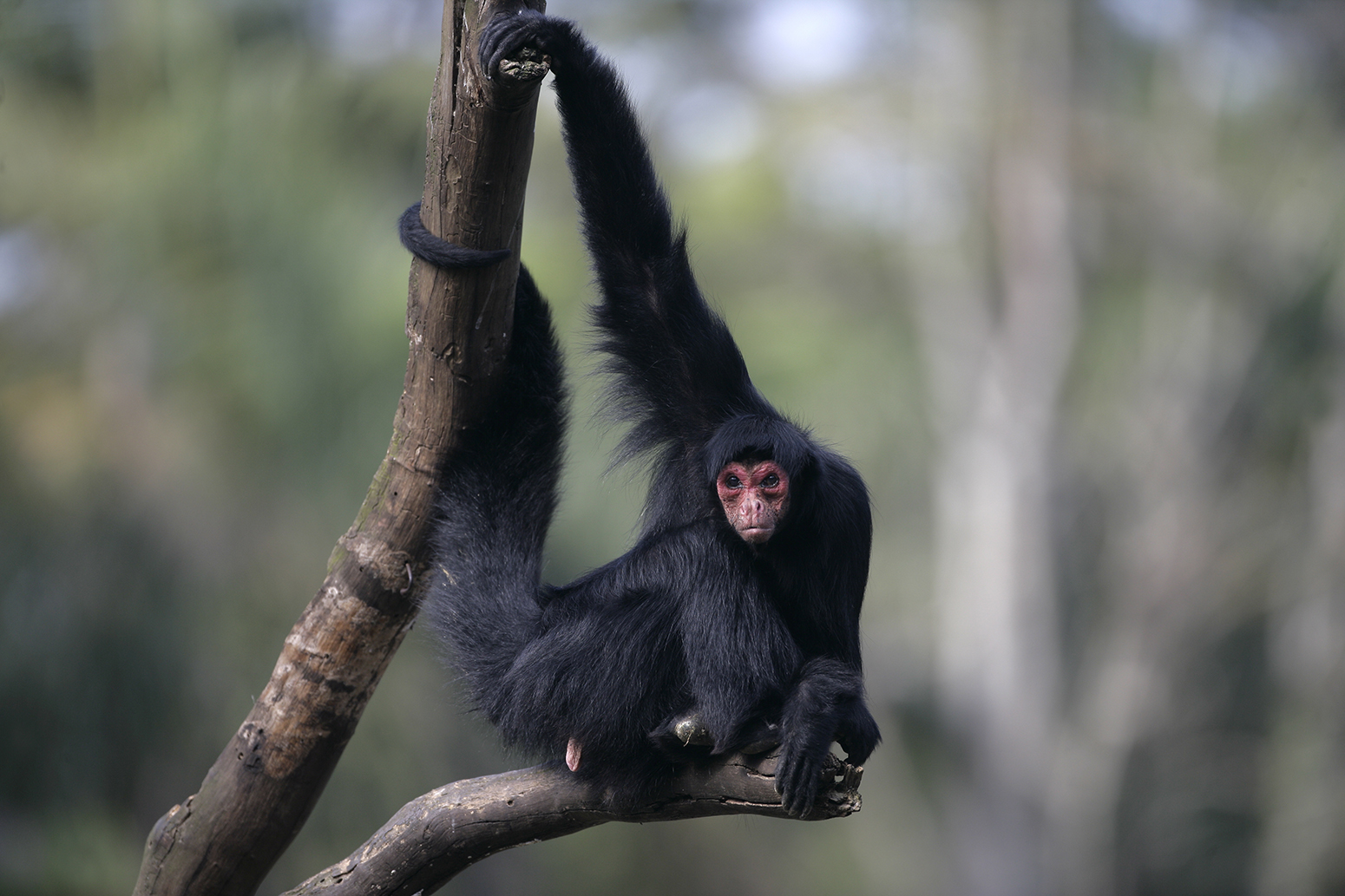 Spider monkey hangs in a forest in Brazil.Credit: Emi/Shutterstock.