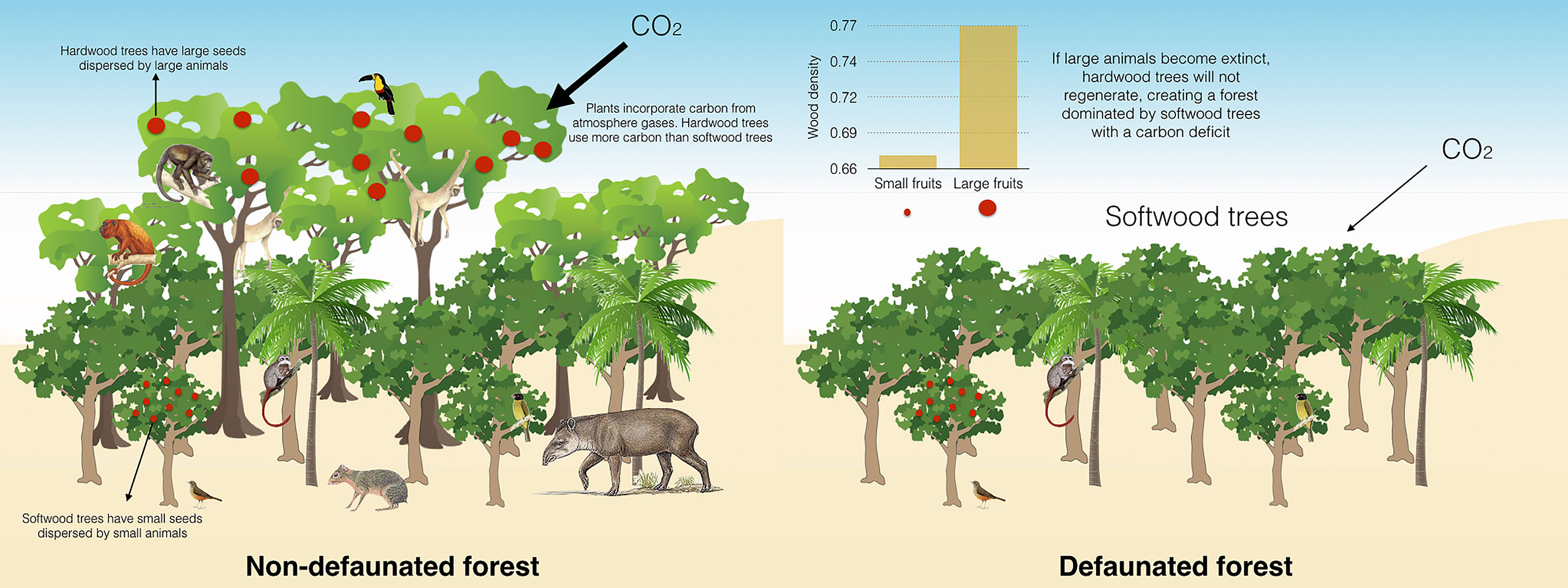 Infographic of how removal of animals (“defaunation”) affects carbon stocks in tropical forests. Credit: M. Galetti.