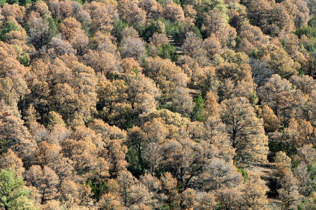 Dead Ponderosa and Pinon pine trees stand out among the few green trees that are still alive near Los Alamos, New Mexico. The trees have been stressed by years of drought. Phillippe Diederich /Getty
