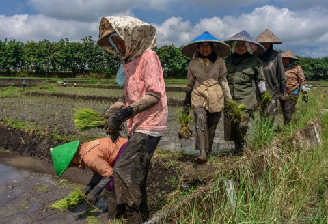 Virus, climate change cause food shortages in parts of Indonesia