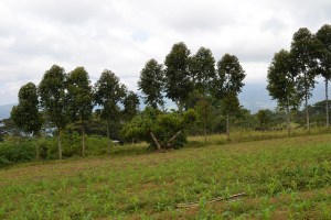 Trees as windbreaks on a farm in Lantapan, Philippines. World Agroforestry Centre/Andy Ortega