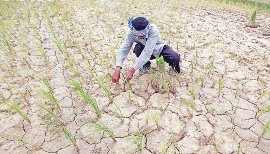 A farmer works in a parched rice paddy in Kampong Speu province’s Kong Pisei district during a drought in 2012. Heng Chivoan
