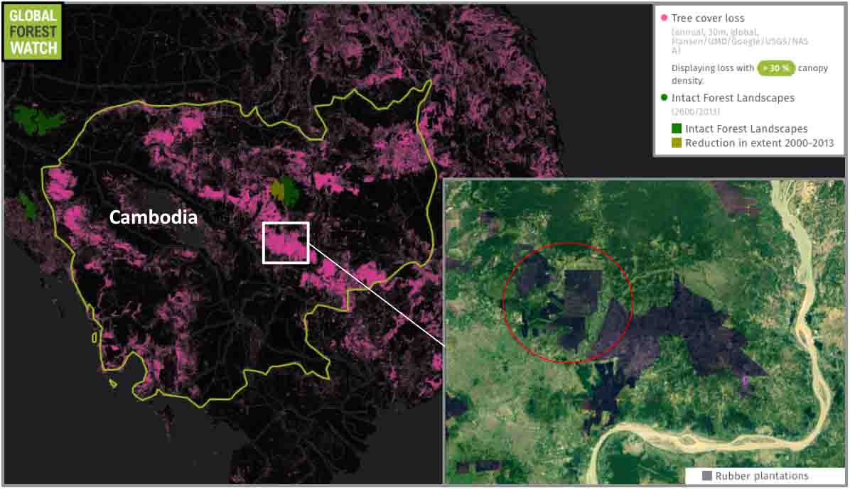 Cambodia lost around 1.59 million hectares of tree cover between 2001 and 2014 – much of it for plantation agriculture like the rubber plantations. Only one small area of intact forest landscape remains in the country, but half of it was degraded between 2000 and 2013. The area circled in the inset shows the area highlighted by NASA’s imagery.