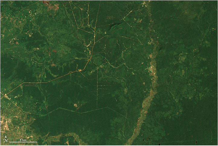 Image captured in 2000, before plantation development began. NASA Earth Observatory images by Joshua Stevens, using Landsat data from the U.S. Geological Survey and Global Forest Watch