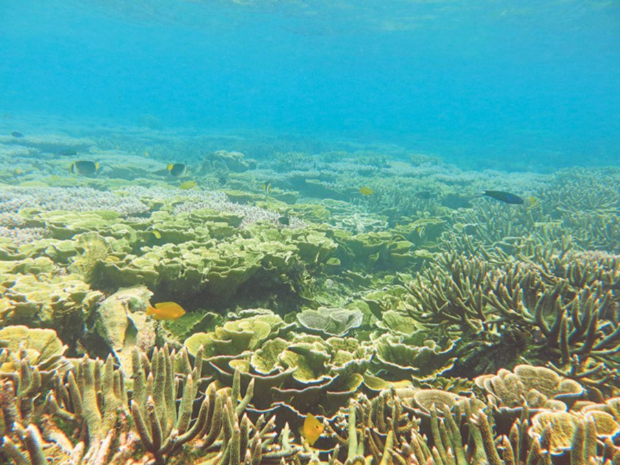 Coral reefs at PCoral reefs at Pemanggil Island, Johoemanggil Island, Johor.