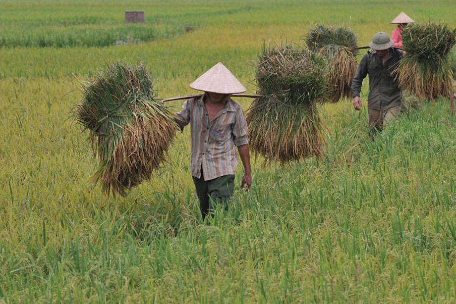 Harvesting rice in Viet Nam. Global rice consumption trends are rising. Photo: FAO/Hoang Dinh Nam