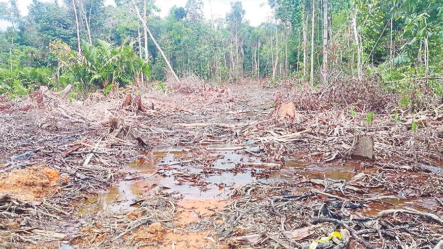 Illegal logging destroys more than the ecology of the jungle. It also affects the lives of animals that inhabit the area, and of indigenous people who rely on the forests.