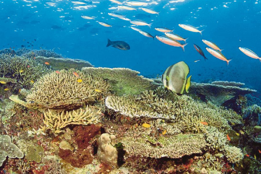 Healthy coral reefs in Semporna. Reefs are areas of high biodiversity, providing food and habitat to marine life, but they are being threatened by rising sea temperatures. PIX COURTESY OF WWF MALAYSIA
