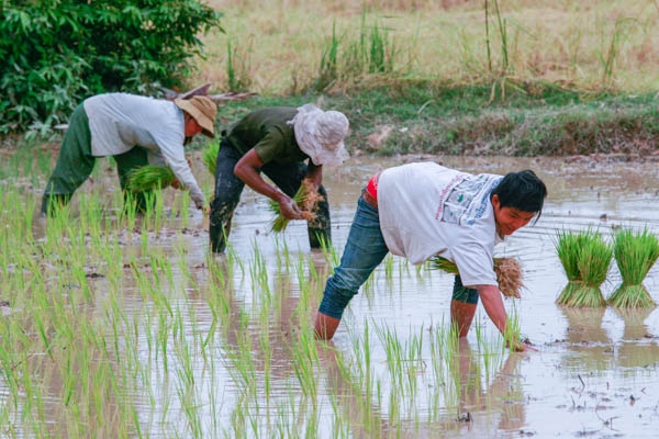 Cambodian farmers need more climate resistant rice varieties. KT/Chor Sokunthea