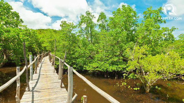 GEMS. A mangrove sanctuary in Bohol thrives under an ecotourism program. File photo