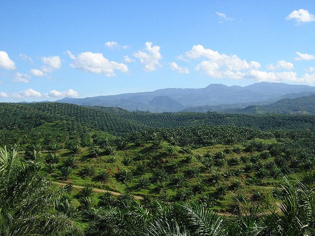 Oil palm plantation in Bogor, Indonesia. Photo by a_rabin/flickr