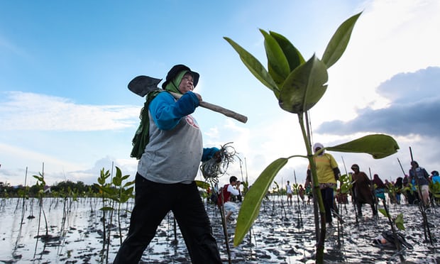  Fishermen plant mangroves in Aceh Indonesia to reduce coastal abrasion. Photograph: Oviyandi / Barcroft Images