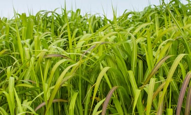 Miscanthus grass, grown for a bio-fuel experiment, at Aberystwyth University, Wales. Photograph: Alamy