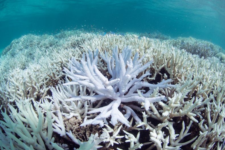 Coral bleaching poses a threat not only to fragile reefs but to entire marine ecosystems as well. Photo Credit: www.globalcoralbleaching.org