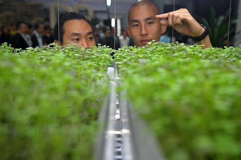 Microgreens farmers Timothy Jung (left), 28, and Christopher Leow, 29, looking at their close-group farming system at the "Growing More with Less" exhibition launched yesterday at The URA Centre in Maxwell Road.ST PHOTO: KUA CHEE SIONG