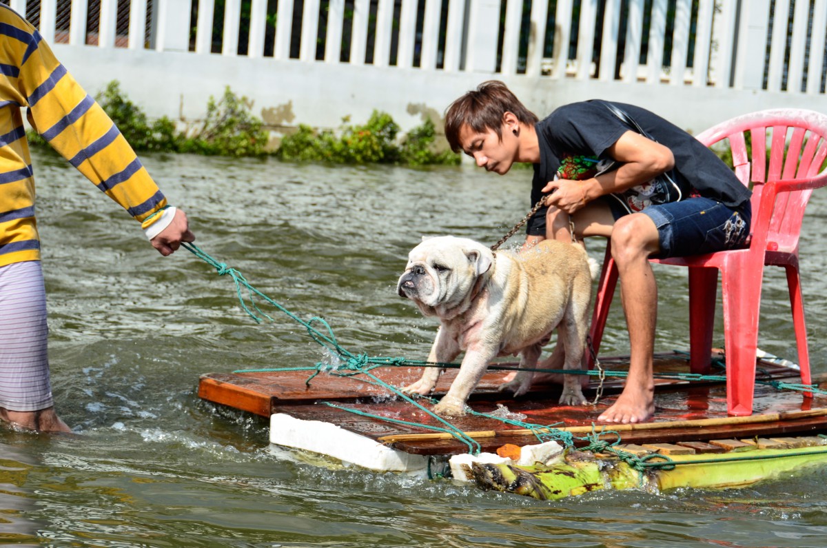 A man rides a makeshift raft with his dog during the Bangkok floods in 2014. Source: Shutterstock