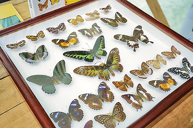 Mounted butterfly collection on display. – PHOTOS: BAHYIAH BAKIR