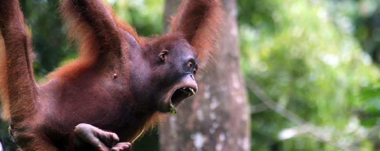A Bornean orangutan (Pongo pygmaeus). The ape is listed as Critically Endangered by the International Union for Conservation of Nature Red List. Photo by Rhett A. Butler/Mongabay.