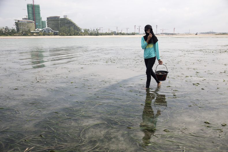 Just a few hundred meters from shore, with Forest City’s tower cranes looming in the distance, a local gleaner is treading in the seagrass meadow of Tanjung Kupang, prodding the seagrass for seashells, conches and other molluscs. Photo by Albert Shaw.