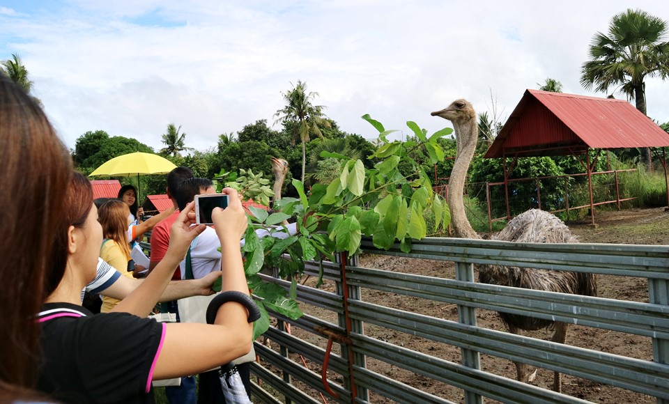 Graco Farms in Pila, Laguna produces cheese from goat's milk, but also grows other kinds of farm animals including this ostrich.