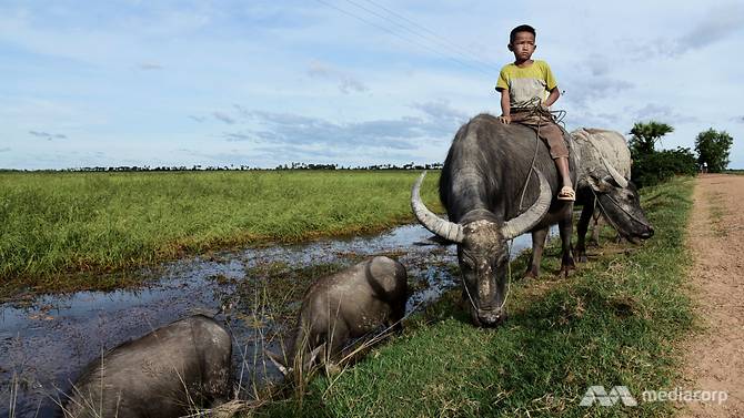 A Cambodian boy rides on a buffalo on his way back from a floating rice field. Once common in the Lower Mekong Basin, this eco-friendly farming method is drifting towards disappearance in the region. (Photo: Pichayada Promchertchoo) 