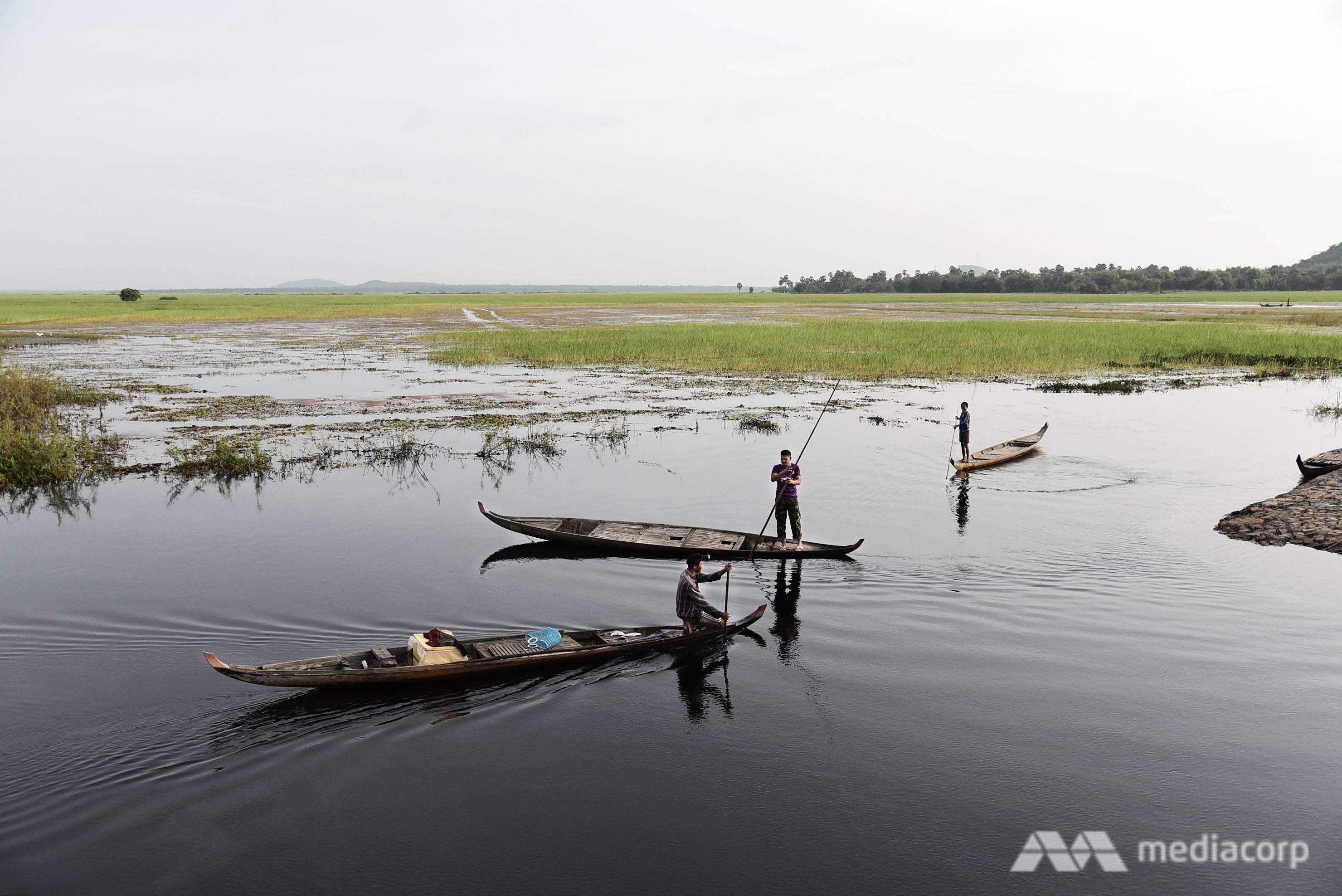 Floating rice grows with floods. The stem can elongate up to 6 metres while its foliage floats and ripens on the water surface. (Photo: Pichayada Promchertchoo) 