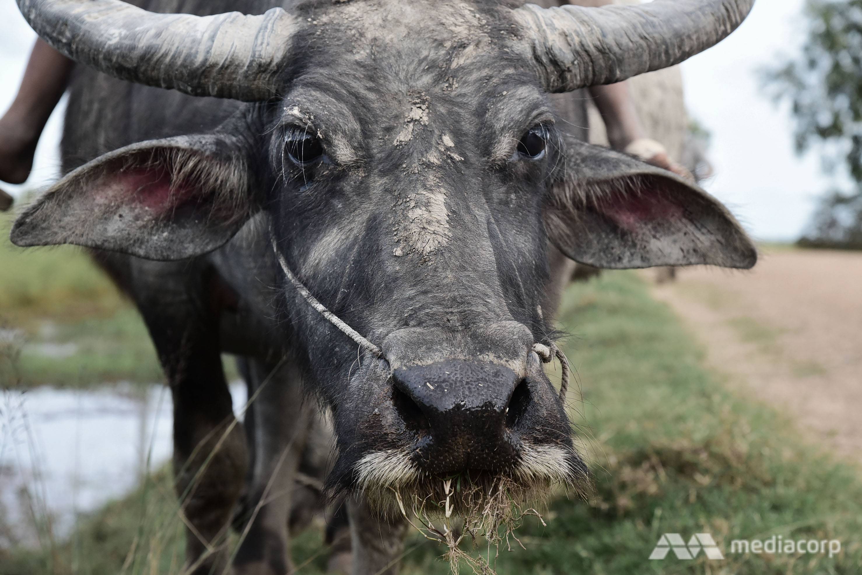 Many floating rice farmers in Cambodia do not own farming machinery and use oxen or water buffaloes and wooden ploughs to cultivate their land. (Photo: Pichayada Promchertchoo) 