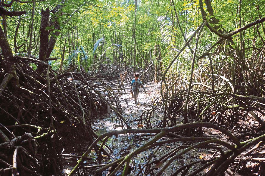 (File pix) Mangrove forests provide multiple ecosystem services and benefits to humans and nature. Their full functions and roles are still way beyond our understanding.