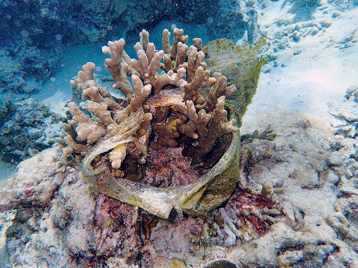 Plastic wraps around a spawning coral. Credit: Lalita Putchim