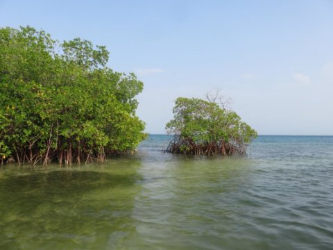 Mangroves like this could have a significant role in the future by mitigating the carbon emissions of certain nations. Credit: Pierre Taillardat
