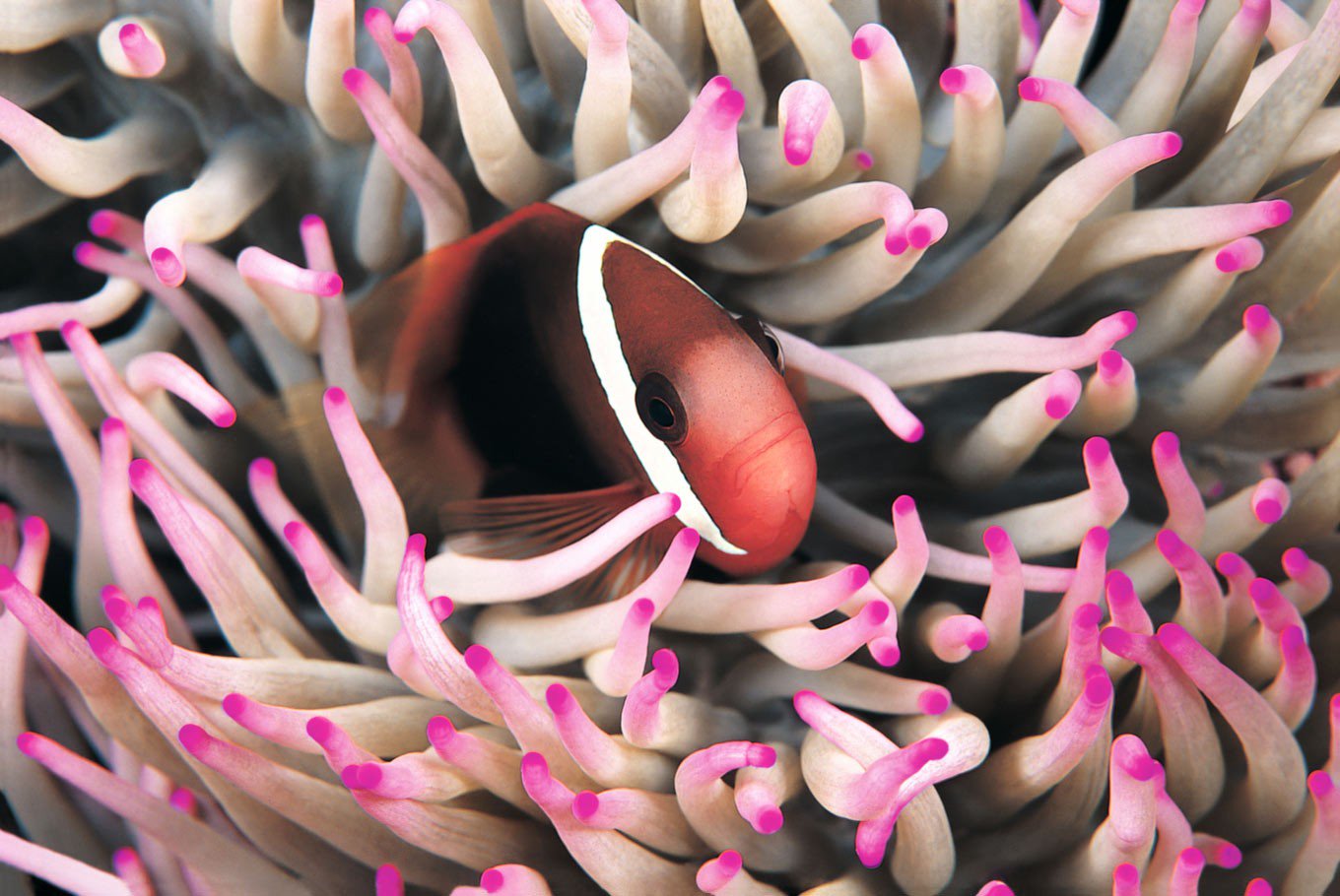 Fire clownfish hiding in anemones at Wakatobi. (Shutterstock/File)