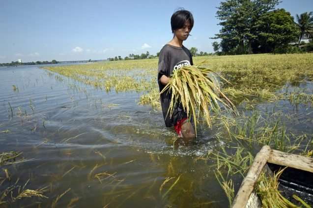 A flooded rice field. Credit: Photo: Nonie Reyes / World Bank