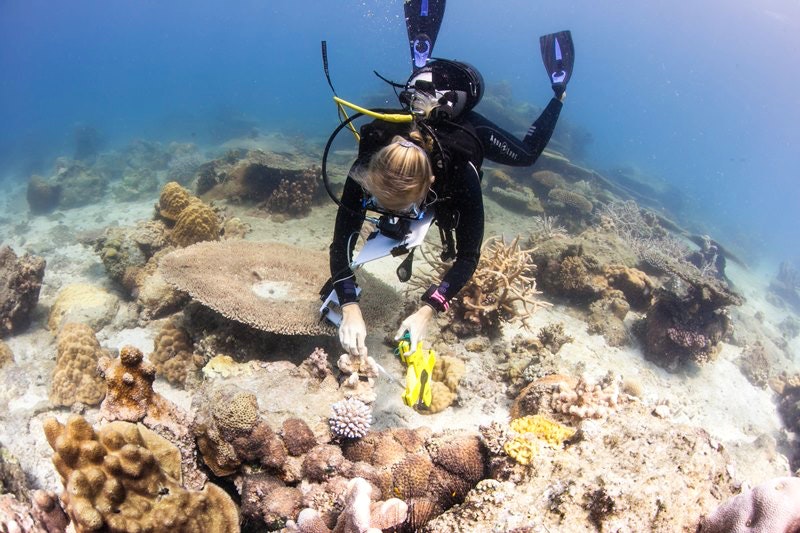 Emily Darling, diving in Madagascar, as she studies coral health. (Emily Darling/WCS)